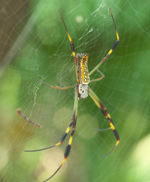 Una de las arañas de colores más vivos en una seda tejida. Su cuerpo es de color amarillo intenso con negro.