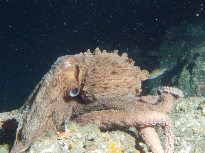 Pulpo de color marrón en el fondo marino que practica autothysis por sus crías.