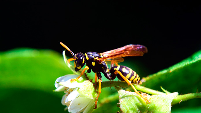 La planta que convierte a las avispas en momias.