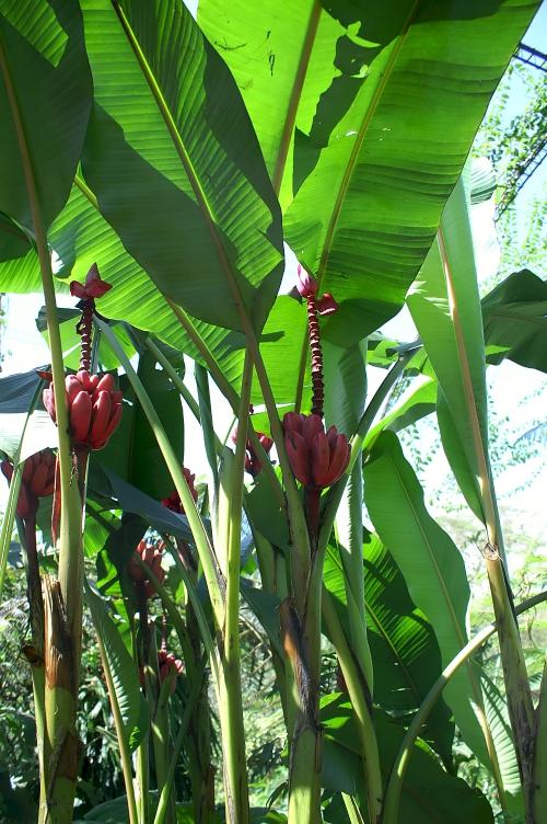 Banano rojo en la planta.