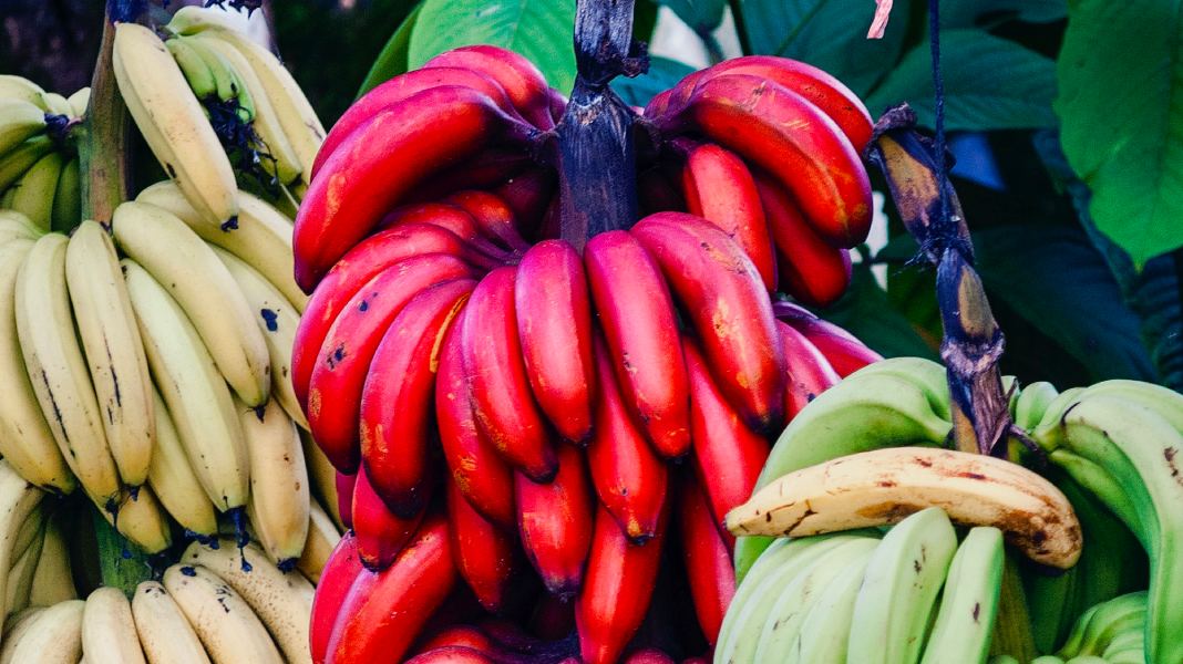 Banano rojo.