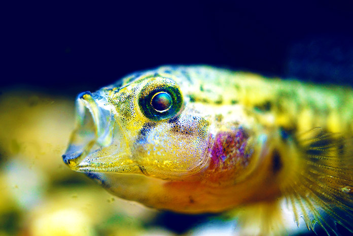 Cómo respiran los peces bajo el agua