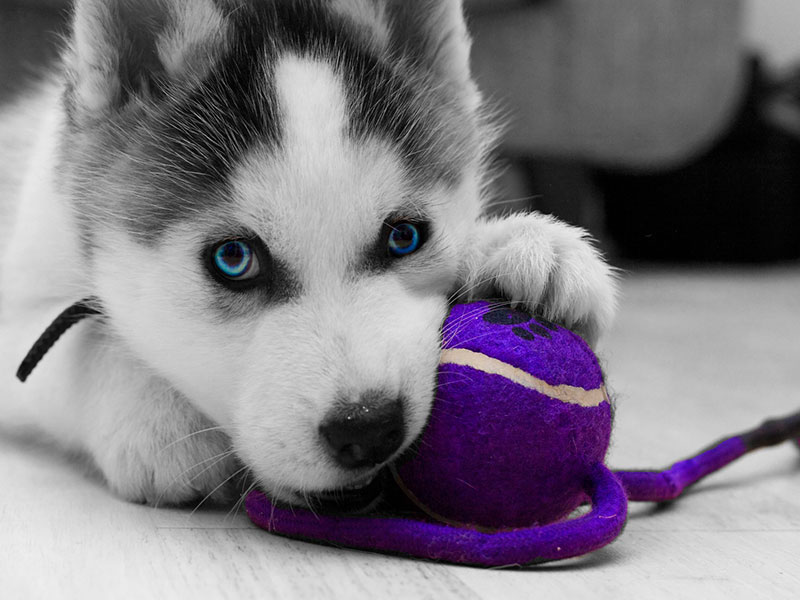 Cachorro de Husky