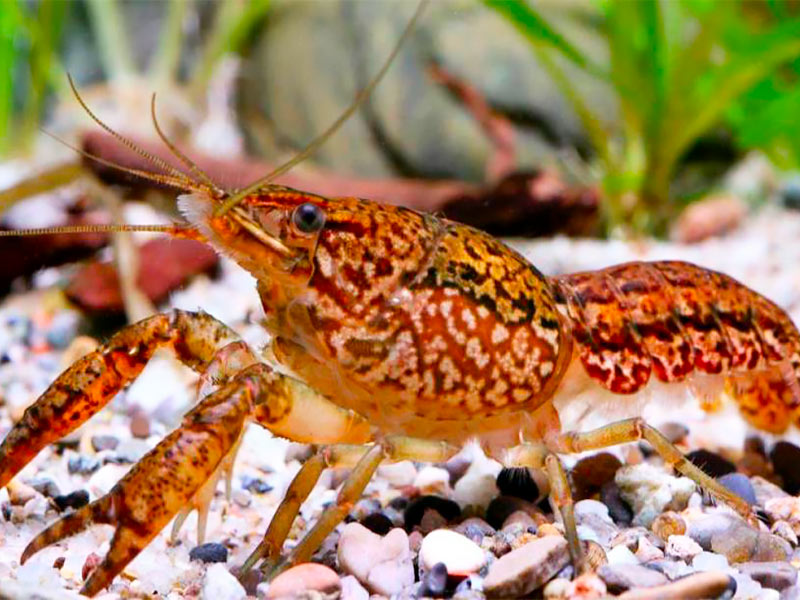 El cangrejo de mármol: Una especie mutante que surgió hace 25 años.