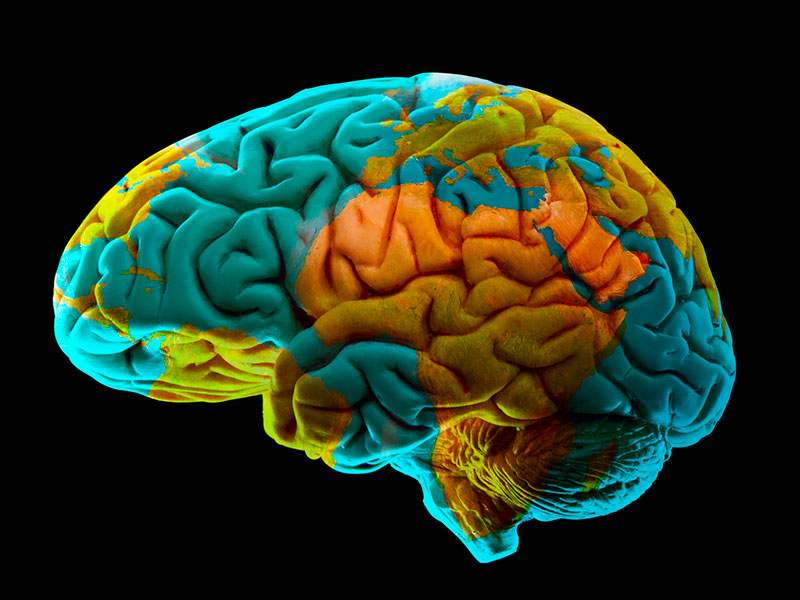 ¿Es capaz el cerebro de olvidar intencionadamente?