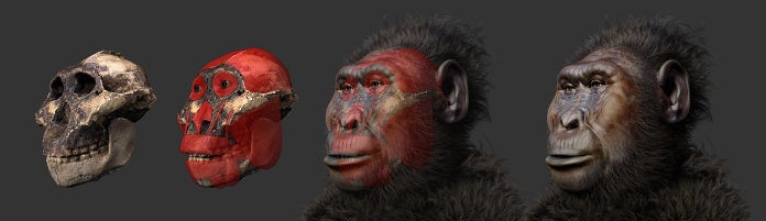 Reconstrucción craneal y mandibular de un precursor humano evolutivo, evidenciando su poder para comer comida prehistórica dura