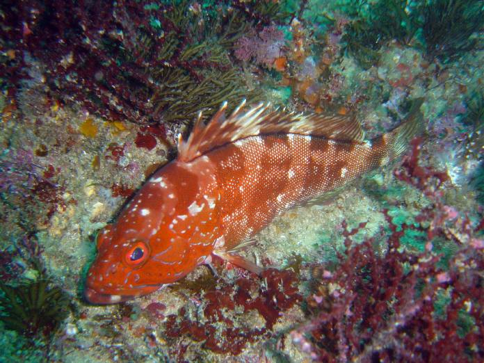 Una de las formas en cómo duermen los peces es quedándose en el fondo del mar.