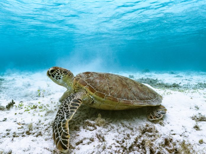 Imagen representativa de una tortuga marina mostrando cómo respiran las tortugas.