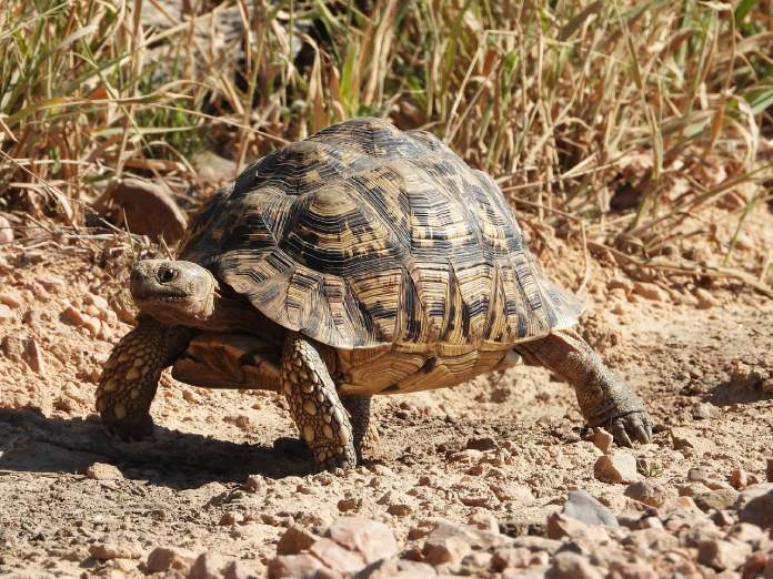 Cómo respiran las tortugas de tierra.