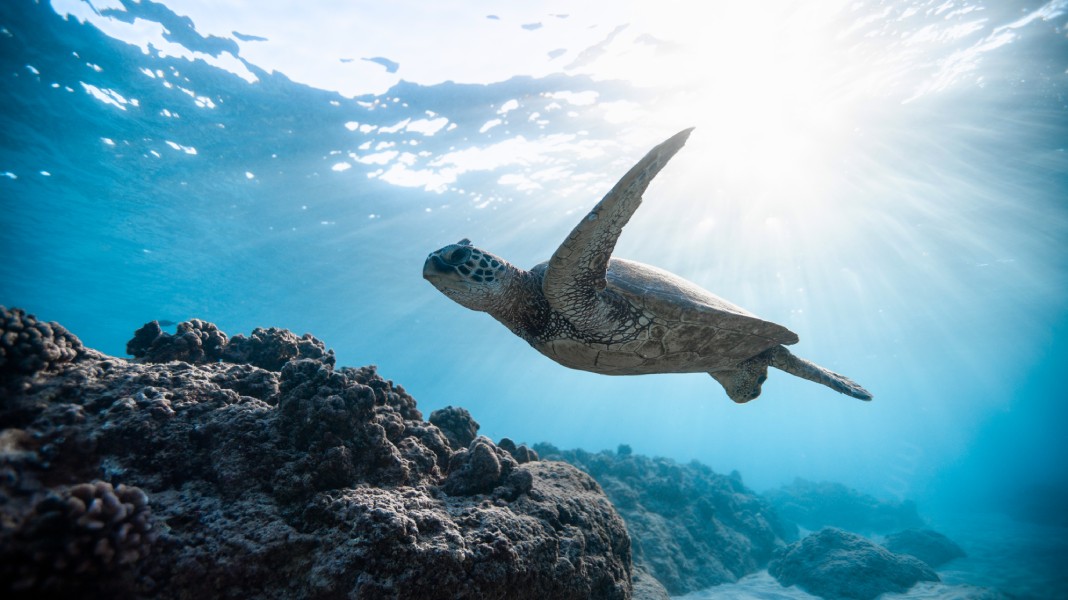 Cómo respiran las tortugas