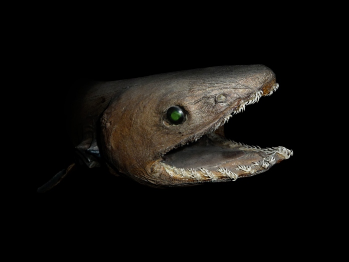 Un pez muy similar a una anguila, con ojos de color verde y unos dientes aserrados.