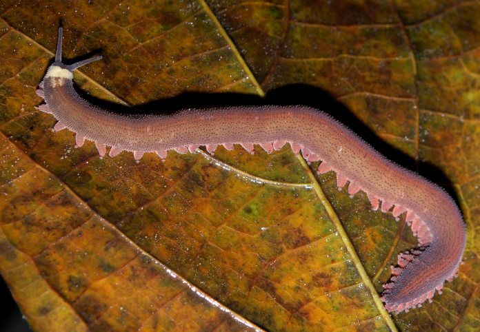 Como bonus a las curiosidades de los gusanos se presenta un gusano aterciopelado de color rojizo, similar a un “milpiés”.