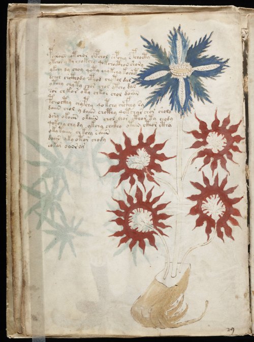 Datos curiosos de la historia: El manuscrito de Voynich.