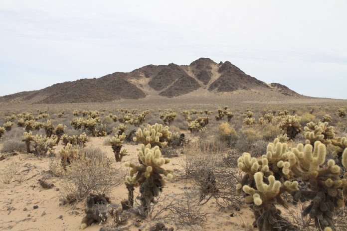 Desierto de sonora con sus extraños cactus, es uno de los desiertos más grandes y calidos del mundo.