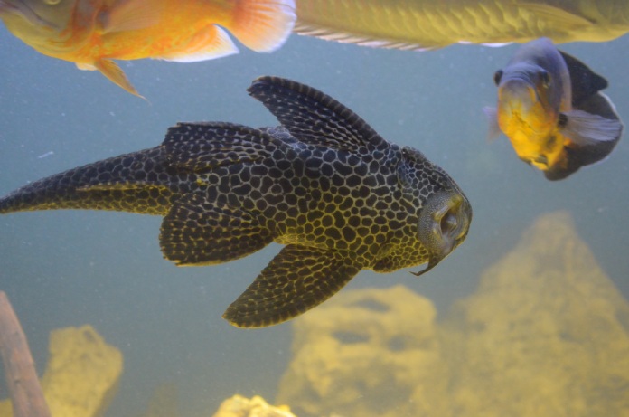 Hypostomus plecostomus como familia invasora del pez que devora madera.