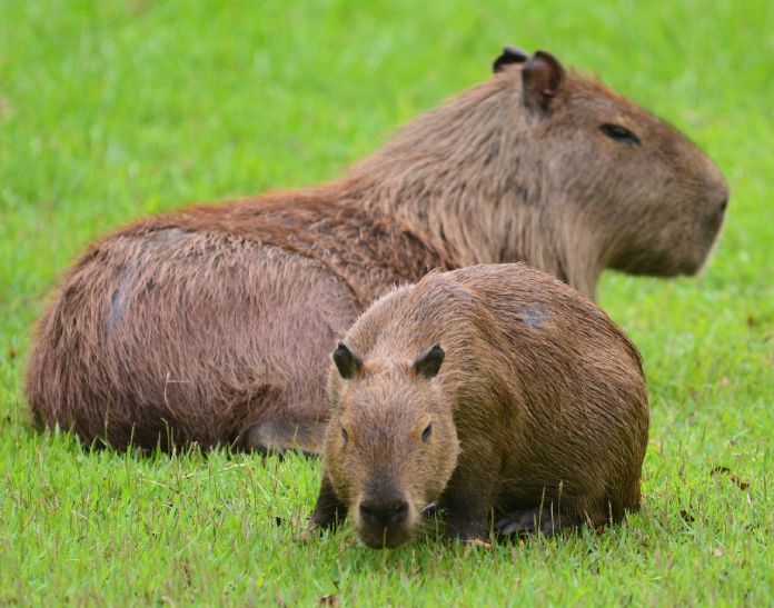 Una capibara adulto junto a una cría pastando, considerado el roedor más grande del mundo.