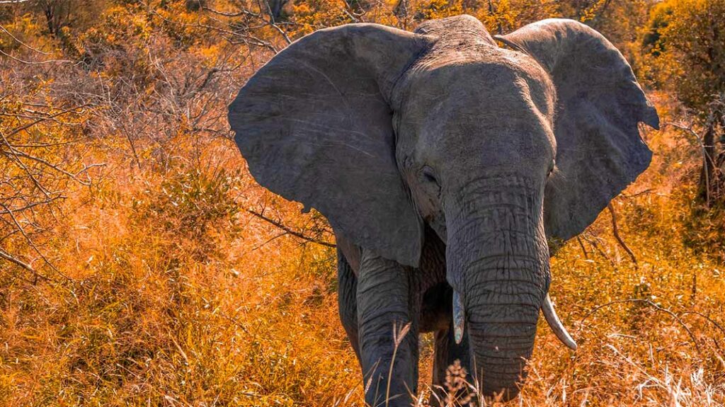 elefante