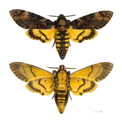 Mariposa con las alas extendidas con la vista posterior y anterior, mostrando la característica calavera en su espalda.