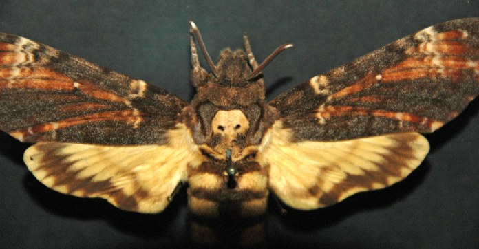 Variante de la esfinge de la calavera, la diferencia destaca en la forma de su patrón de clavera y el intenso del tono marrón en las alas superiores.