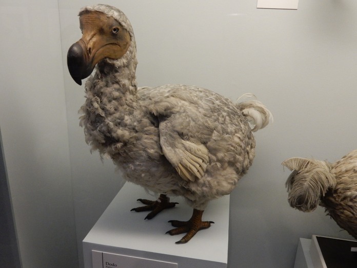 Extinción del pájaro dodo recreada en un exhibidor.