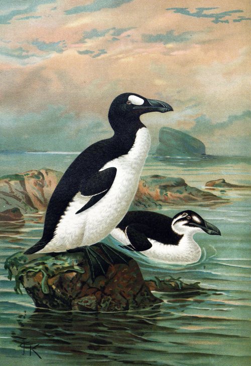 Pinguinus impennis extinto