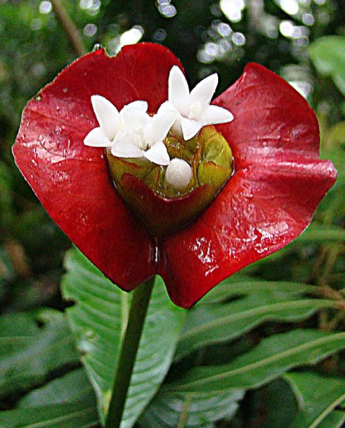 Psychotria elata.