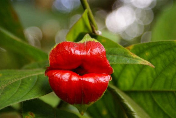 Flor del beso o Psychotria elata.