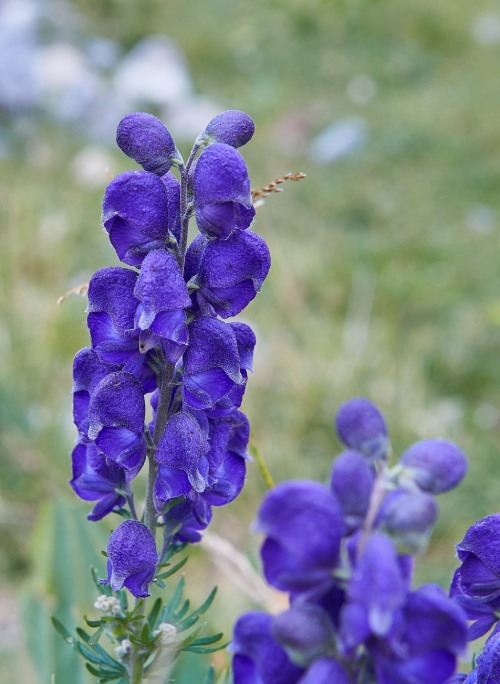 Espiga con muchas flores de color morado intenso.