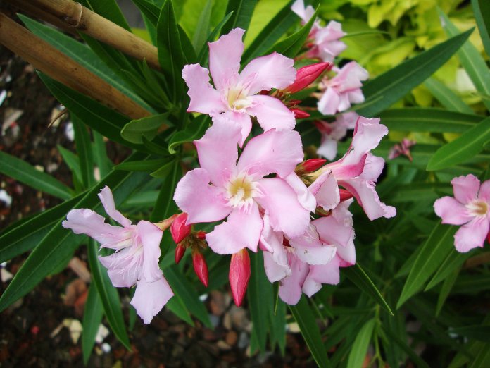 Flores rosadas delicadas con pétalos curvos, similares a un aspa.