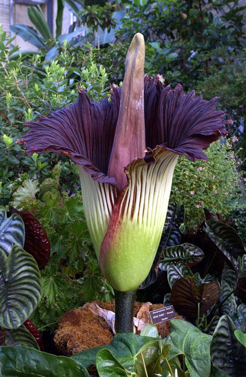 Enorme bulbo morado con una espiga de gran tamaño en el centro.