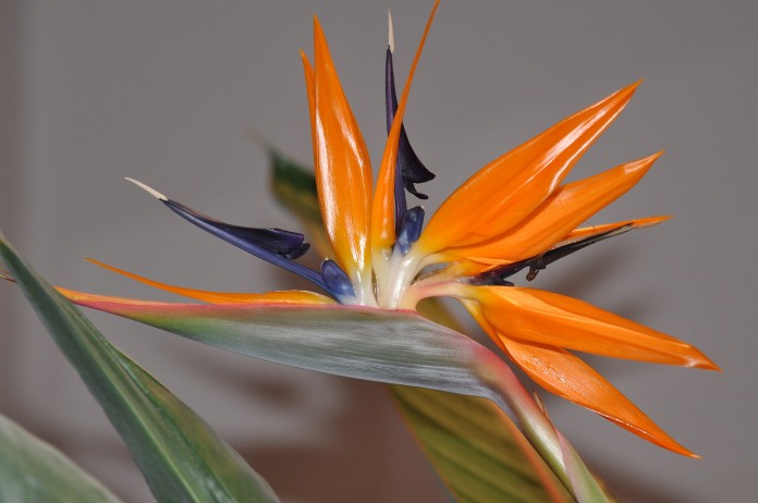 Flor con pétalos en punta de color naranja intenso y morado, con tallo horizontal.