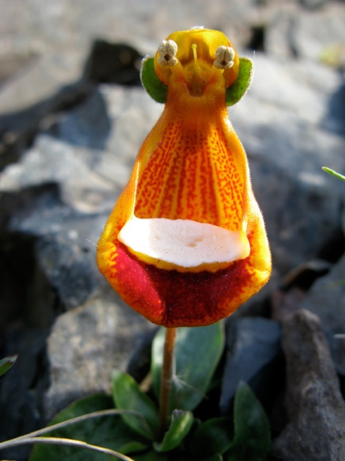 Hermosa flor naranja con amarillo, muy similar a una cesta, con una base de color blanco.