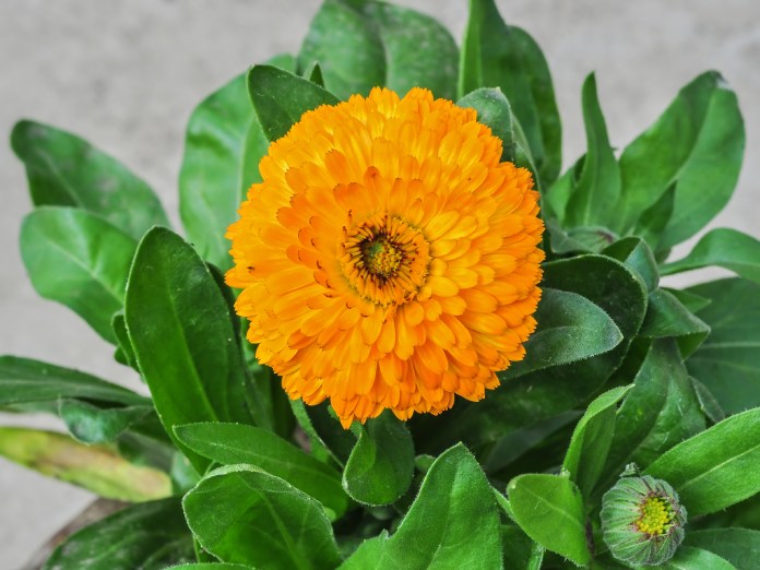 Flor de color amarillo intenso y forma circula con decenas de pétalos delgados.