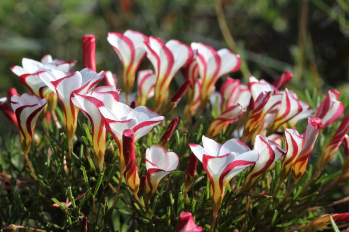 Arbusto pequeño con muchas flores, algunas aún en forma de capullo y otras semiabiertas con líneas de color rojo en los bordes de las hojas y color blanco pastel en el centro.