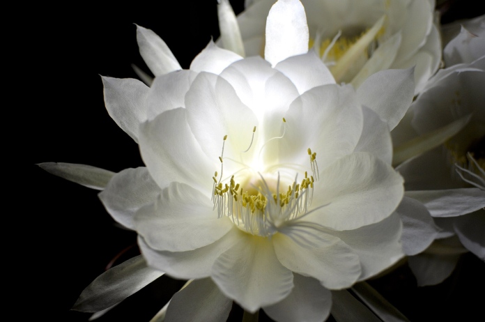 Una flor blanco intenso, con pequeños bastoncillos blancos en el centro que terminan en un punto de color amarillo, se considera una de las flores más raras del mundo por florecer solo un día.