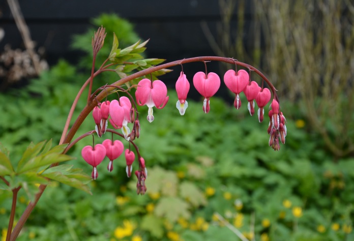 Racimo de flores rosadas en forma de corazón.