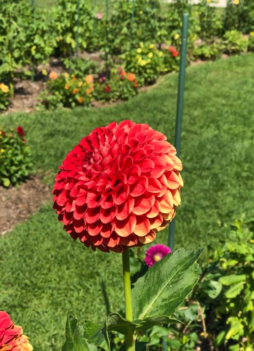 Hermosa flor de color naranja intenso y pétalos pálidos cerca del tallo en un jardín de flores similares multicolores.