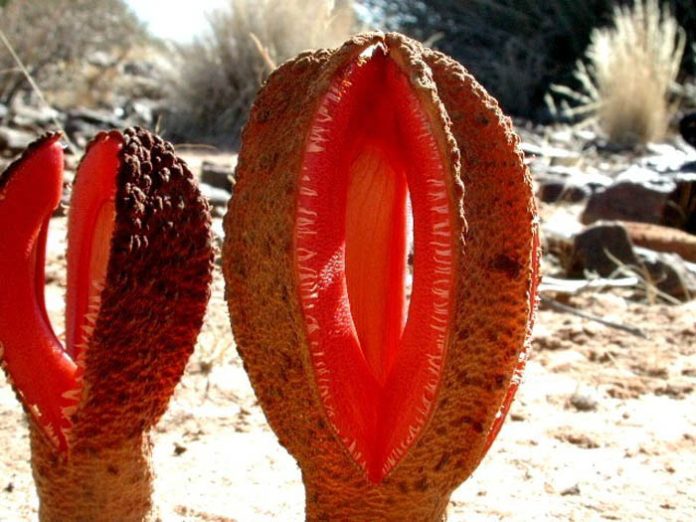 Una flor enorme y de apariencia carnosa, similar a una papaya abierta en varios cortes longitudinales.