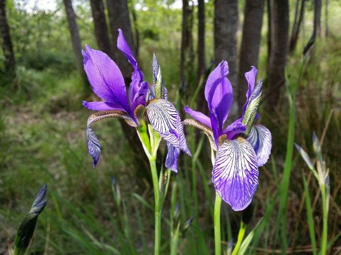 Planta de color azul con pétalos alargados y fascinantes patrones con líneas.