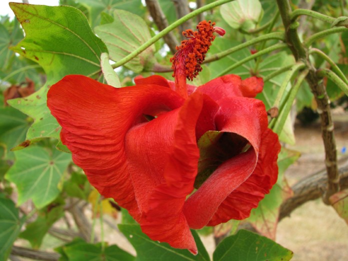 Una flor similar a una cayena con los pétalos alargados y caídos.