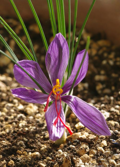 Flor de color morado con pétalos alargados y varios estambres amarillos y rojos.