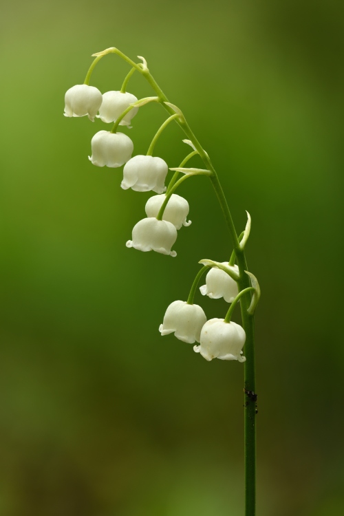 Pequeñas campanillas similares a cerezas de color blanco colgando de un tallo delicado de color verde.