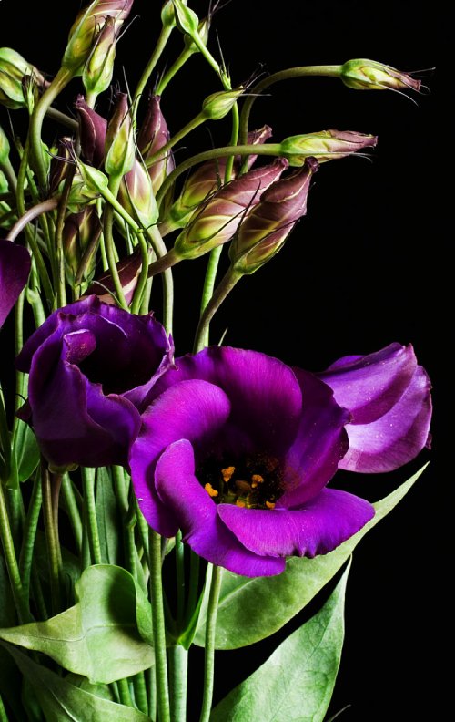 Flor morada en forma de campana.