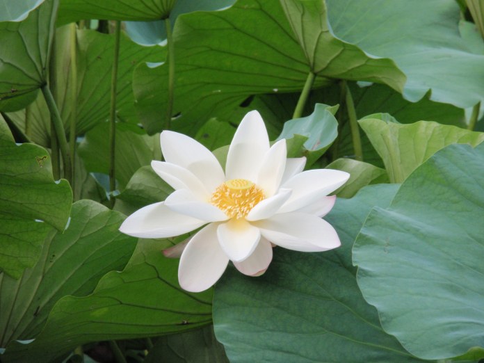 Flor blanca de loto flotando sobre un lago.