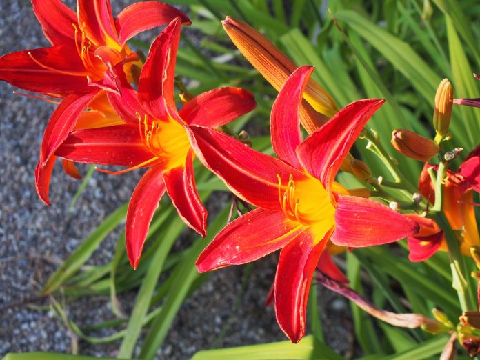 Flor de color rojo intenso y centro amarillo.