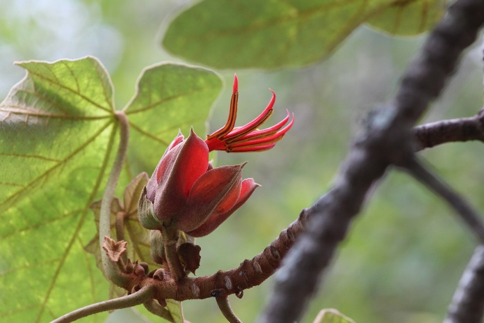 Flor de color rojo intenso similar a un tulipán, del centro se extiende estambres muy similares a una mano.