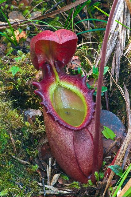 Una de las flores más raras del mundo de color morado intenso en forma de saco, rellena de líquido.