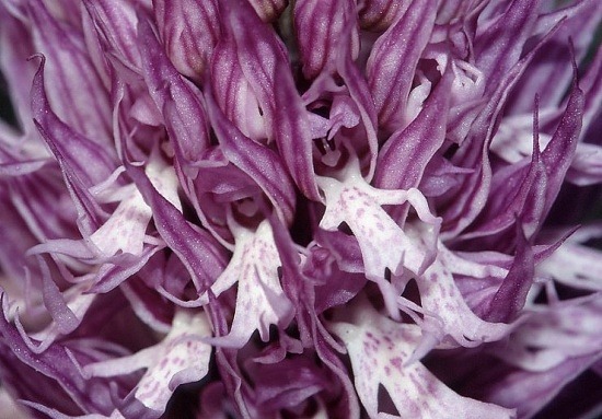 Flor de color morado/purpura que asemeja a pequeñas personitas.