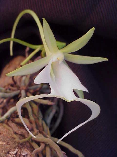 Flor de color blanco, muy similar a una pequeña ave.