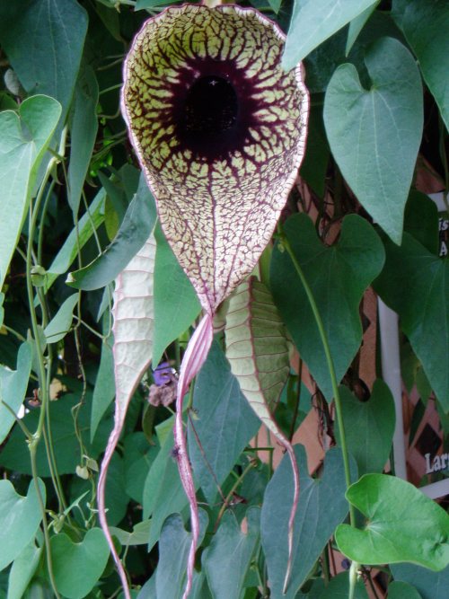 Flor gigante de forma redondeada en la parte superior, que se extiende en una lengüeta alargada. El centro de la flor es de color morado intenso.